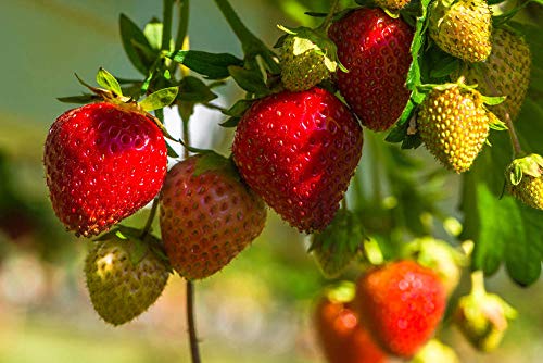 Red Strawberry Climbing Strawberry Fruit Plant Seeds Home Garden New 300 pcs