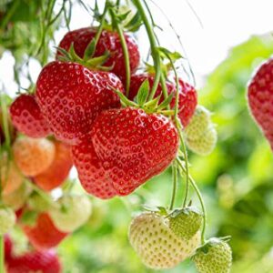 Red Strawberry Climbing Strawberry Fruit Plant Seeds Home Garden New 300 pcs