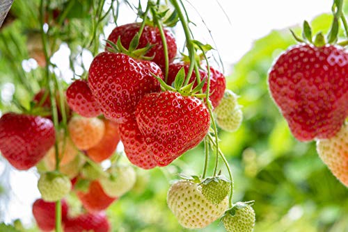 Red Strawberry Climbing Strawberry Fruit Plant Seeds Home Garden New 300 pcs