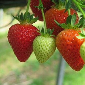 Red Strawberry Climbing Strawberry Fruit Plant Seeds Home Garden New 300 pcs