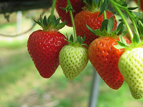 Red Strawberry Climbing Strawberry Fruit Plant Seeds Home Garden New 300 pcs