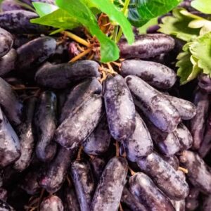 CHUXAY GARDEN Purple Finger Grape Seed 70 Seeds Sweet Fruit Grape Vine Organic Fresh Fruit Gardening Gifts