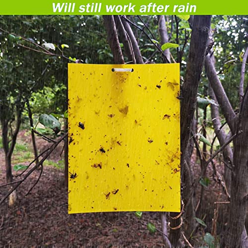 Cheechee 40-Pack Yellow Sticky Traps for Gnats, Fruit Fly Trap for Indoors/Outdoor Flying Plant Insect Killer Like Fungal Gnats, White Flies, Aphids, Leaf Miners - 6x8 in, 40pcs Twist Ties Included