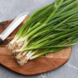 CHUXAY GARDEN 500 Seeds Welsh Bunching Onion,Spring Onion, Japanese Leek,Stone Leek Fresh Vegetable Seed Ornamental Plant Unique Mild Flavor