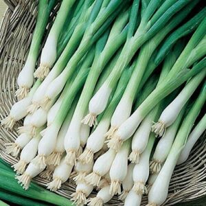 CHUXAY GARDEN 500 Seeds Welsh Bunching Onion,Spring Onion, Japanese Leek,Stone Leek Fresh Vegetable Seed Ornamental Plant Unique Mild Flavor