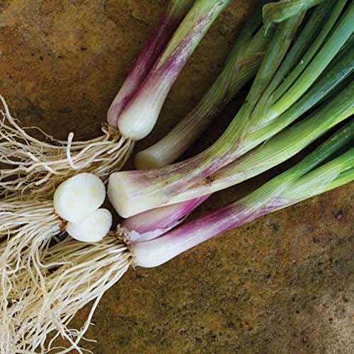 CHUXAY GARDEN 500 Seeds Welsh Bunching Onion,Spring Onion, Japanese Leek,Stone Leek Fresh Vegetable Seed Ornamental Plant Unique Mild Flavor