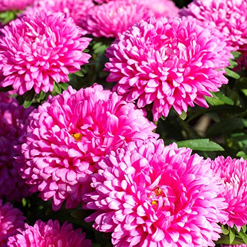 Outsidepride Aster Milady Rose Garden Flower Plant Seed - 1000 Seeds