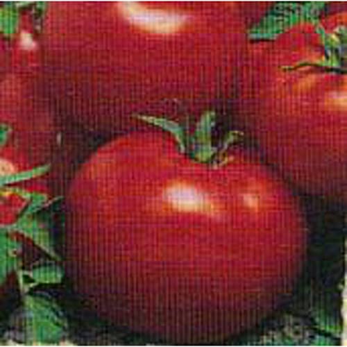 Celebration Tomato Seeds (20+ Seeds) | Non GMO | Vegetable Fruit Herb Flower Seeds for Planting | Home Garden Greenhouse Pack