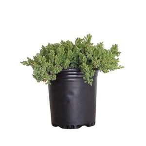 procumbens nana juniper (2.5 quart) low-growing evergreen groundcover shrub – bonsai tree live/desk plants live houseplants – zen garden ecosphere