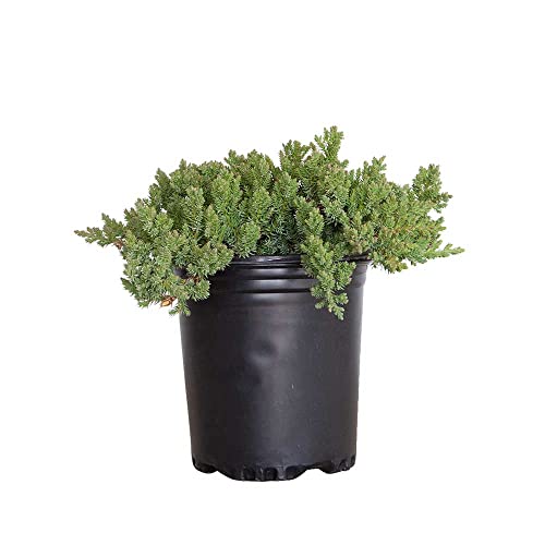 Procumbens Nana Juniper (2.5 Quart) Low-Growing Evergreen Groundcover Shrub - Bonsai Tree Live/Desk Plants Live Houseplants - Zen Garden Ecosphere