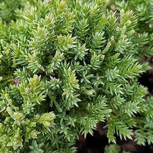 Procumbens Nana Juniper (2.5 Quart) Low-Growing Evergreen Groundcover Shrub - Bonsai Tree Live/Desk Plants Live Houseplants - Zen Garden Ecosphere