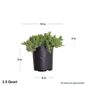 Procumbens Nana Juniper (2.5 Quart) Low-Growing Evergreen Groundcover Shrub - Bonsai Tree Live/Desk Plants Live Houseplants - Zen Garden Ecosphere