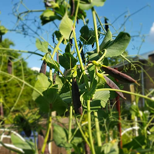 CHUXAY GARDEN 100 Seeds Magnolia Sugar Snap Pea,Deep Purple Colored Sugar Snap Pea, Pisum Sativum Delicious Vegetable Great for Cooking