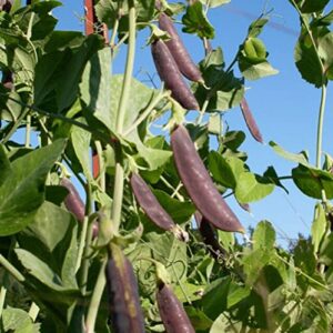 CHUXAY GARDEN 100 Seeds Magnolia Sugar Snap Pea,Deep Purple Colored Sugar Snap Pea, Pisum Sativum Delicious Vegetable Great for Cooking