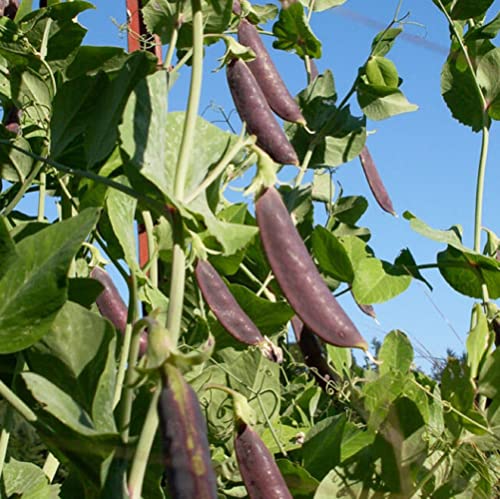CHUXAY GARDEN 100 Seeds Magnolia Sugar Snap Pea,Deep Purple Colored Sugar Snap Pea, Pisum Sativum Delicious Vegetable Great for Cooking