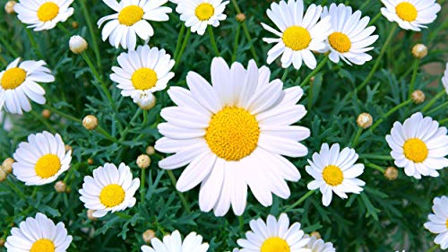 Shasta Daisy Flower Seeds for Planting, 1500+ Seeds Per Packet, Chrysanthemum Genus, (Isla's Garden Seeds), Non GMO & Heirloom Seeds, Scientific Name: Chrysanthemum Maximum, Great Home Garden Gift