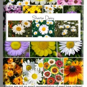 Shasta Daisy Flower Seeds for Planting, 1500+ Seeds Per Packet, Chrysanthemum Genus, (Isla's Garden Seeds), Non GMO & Heirloom Seeds, Scientific Name: Chrysanthemum Maximum, Great Home Garden Gift