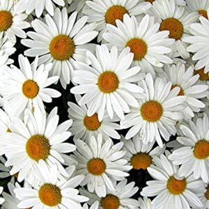 Shasta Daisy Flower Seeds for Planting, 1500+ Seeds Per Packet, Chrysanthemum Genus, (Isla's Garden Seeds), Non GMO & Heirloom Seeds, Scientific Name: Chrysanthemum Maximum, Great Home Garden Gift