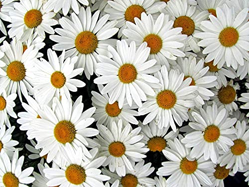 Shasta Daisy Flower Seeds for Planting, 1500+ Seeds Per Packet, Chrysanthemum Genus, (Isla's Garden Seeds), Non GMO & Heirloom Seeds, Scientific Name: Chrysanthemum Maximum, Great Home Garden Gift