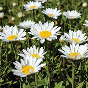 Shasta Daisy Flower Seeds for Planting, 1500+ Seeds Per Packet, Chrysanthemum Genus, (Isla's Garden Seeds), Non GMO & Heirloom Seeds, Scientific Name: Chrysanthemum Maximum, Great Home Garden Gift