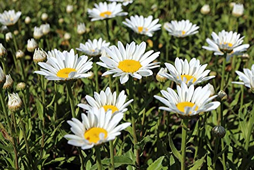 Shasta Daisy Flower Seeds for Planting, 1500+ Seeds Per Packet, Chrysanthemum Genus, (Isla's Garden Seeds), Non GMO & Heirloom Seeds, Scientific Name: Chrysanthemum Maximum, Great Home Garden Gift