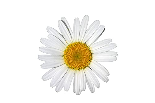 Shasta Daisy Flower Seeds for Planting, 1500+ Seeds Per Packet, Chrysanthemum Genus, (Isla's Garden Seeds), Non GMO & Heirloom Seeds, Scientific Name: Chrysanthemum Maximum, Great Home Garden Gift