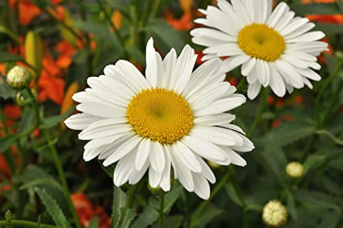 Shasta Daisy Flower Seeds for Planting, 1500+ Seeds Per Packet, Chrysanthemum Genus, (Isla's Garden Seeds), Non GMO & Heirloom Seeds, Scientific Name: Chrysanthemum Maximum, Great Home Garden Gift