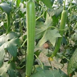 Super Long Luffa Seeds, 10 Seeds Asian Vegetable Seeds Garden Planting