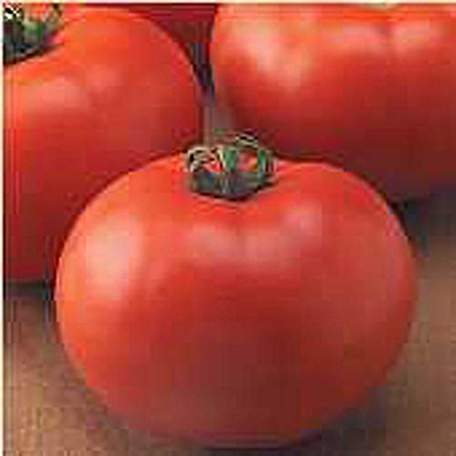 Old Fashioned Goliath Tomato Seeds (20+ Seeds) | Non GMO | Vegetable Fruit Herb Flower Seeds for Planting | Home Garden Greenhouse Pack