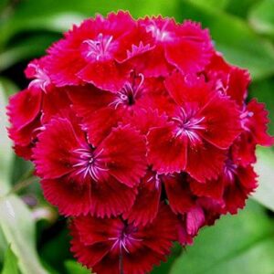 outsidepride dianthus oeschberg garden cut flowers with crimson-black foliage – 5000 seeds