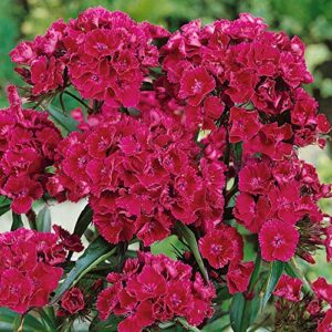 Outsidepride Dianthus Oeschberg Garden Cut Flowers with Crimson-Black Foliage - 5000 Seeds