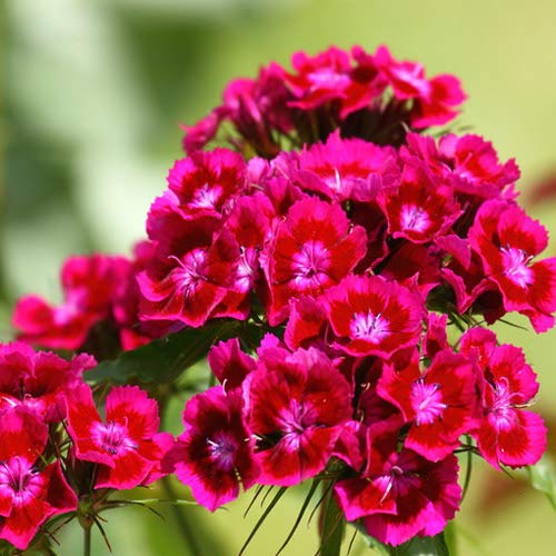 Outsidepride Dianthus Oeschberg Garden Cut Flowers with Crimson-Black Foliage - 5000 Seeds