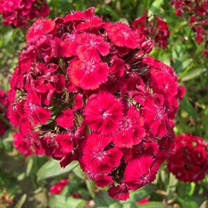 Outsidepride Dianthus Oeschberg Garden Cut Flowers with Crimson-Black Foliage - 5000 Seeds