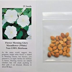 David's Garden Seeds Flower Morning Glory Moonflower FBA-00028 (White) 25 Non-GMO, Heirloom Seeds