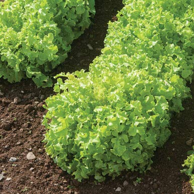 Salad Bowl Lettuce Seeds for Planting, 1000+ Heirloom Seeds Per Packet, (Isla's Garden Seeds), Non GMO Seeds, Botanical Name: Lactuca Sativa, Great Home Garden Gift