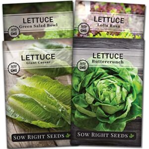sow right seeds – lettuce seed collection for planting – buttercrunch, giant caesar, salad bowl, and lolla rosa varieties non-gmo heirloom seeds to plant a home vegetable garden