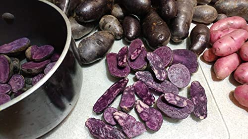 Russet Potato Seeds, 70 TPS True Potato Seeds Russet Yellow Mix Potatoes Berry I Planting Ornaments Garden Perennials Simple to Grow Pots Gift