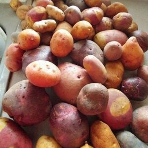 Russet Potato Seeds, 70 TPS True Potato Seeds Russet Yellow Mix Potatoes Berry I Planting Ornaments Garden Perennials Simple to Grow Pots Gift