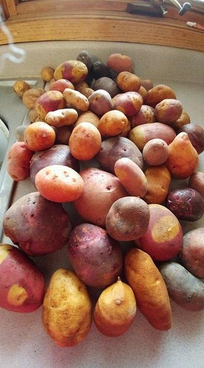 Russet Potato Seeds, 70 TPS True Potato Seeds Russet Yellow Mix Potatoes Berry I Planting Ornaments Garden Perennials Simple to Grow Pots Gift