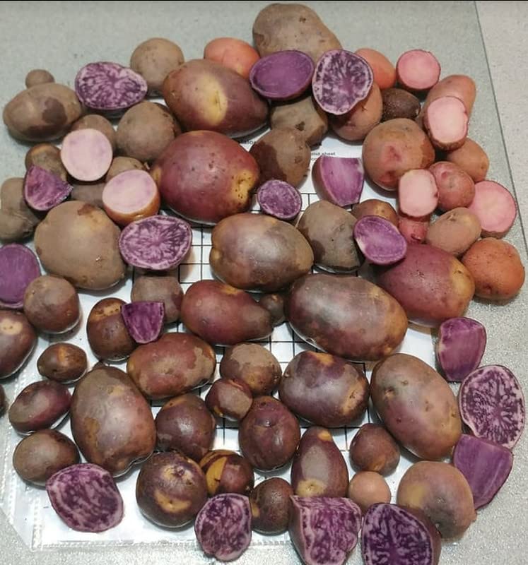 Russet Potato Seeds, 70 TPS True Potato Seeds Russet Yellow Mix Potatoes Berry I Planting Ornaments Garden Perennials Simple to Grow Pots Gift