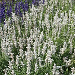Outsidepride Perennial Salvia Farinacea White Victory AKA Mealy Cup Sage Garden Cut Flowers - 1000 Seeds