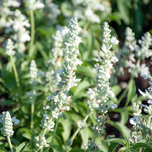 Outsidepride Perennial Salvia Farinacea White Victory AKA Mealy Cup Sage Garden Cut Flowers - 1000 Seeds