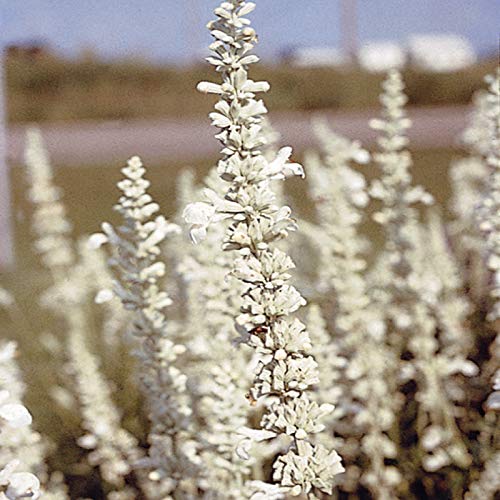 Outsidepride Perennial Salvia Farinacea White Victory AKA Mealy Cup Sage Garden Cut Flowers - 1000 Seeds