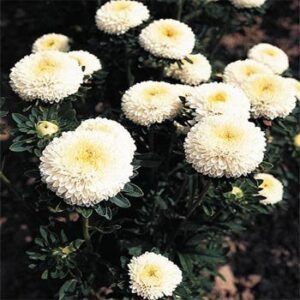 outsidepride aster pompon white garden flower seed – 1000 seeds