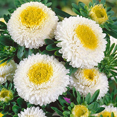 Outsidepride Aster Pompon White Garden Flower Seed - 1000 Seeds