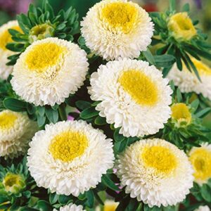 Outsidepride Aster Pompon White Garden Flower Seed - 1000 Seeds