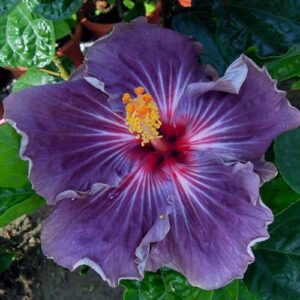 10 rare purple hibiscus seeds perennial flower garden exotic hardy seed bloom