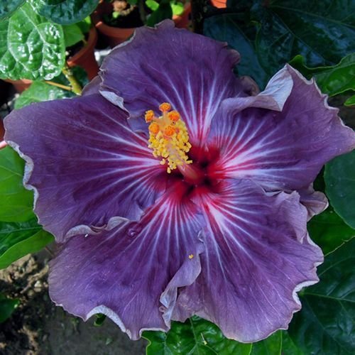 10 Rare Purple Hibiscus Seeds Perennial Flower Garden Exotic Hardy Seed Bloom