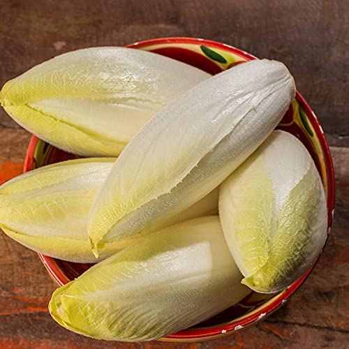 Endive Seeds for Planting - Witloof Chicory - 2 g 450 Seeds - Non-GMO, Heirloom Endive Seeds - Home Garden Vegetable Seeds - Sealed in a Beautiful Mylar Package for Extended Shelf Life