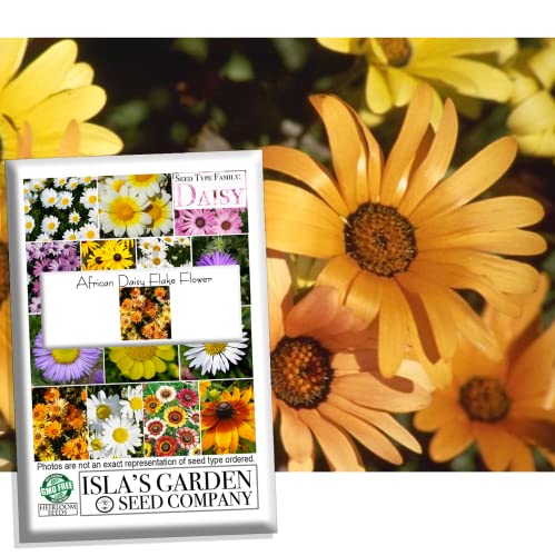 African Daisy Flake Flower Seeds, 1500+ Seeds Per Packet, (Isla's Garden Seeds), 85% Germination Rate, Non GMO & Heirloom Seeds, Scientific Name: Dimorphotheca sinuata